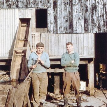 Chicory and Phillip Island